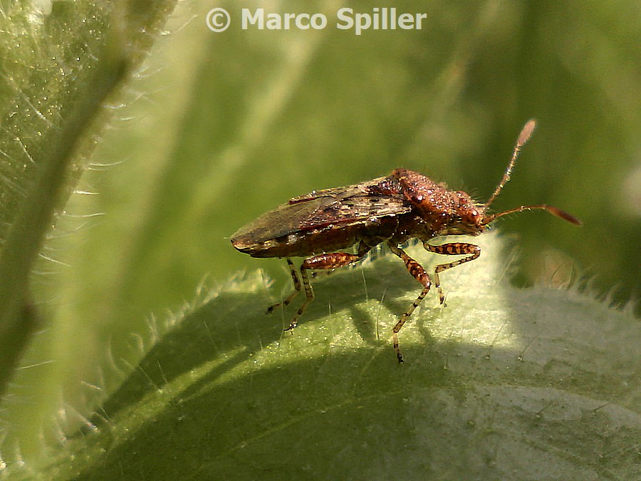 Emittero con zampe rigate da ID - Rhopalus subrufus